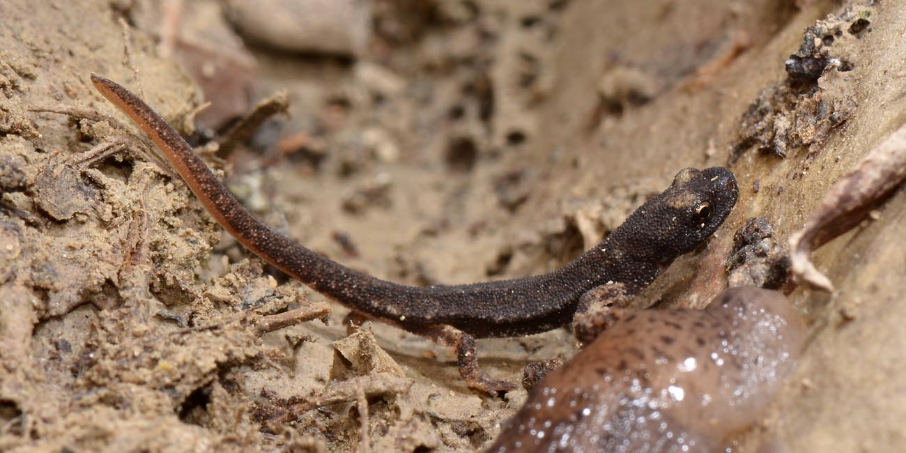 Salamandrina perspicillata? S, juv.